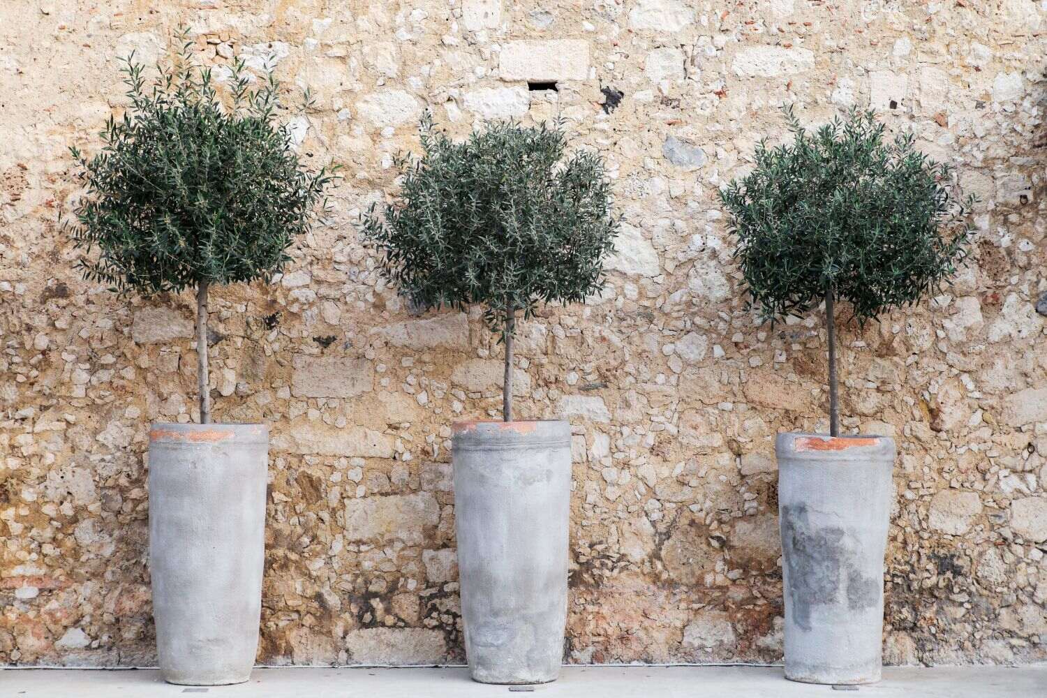How Long Does It Take For An Olive Tree To Grow From Seed