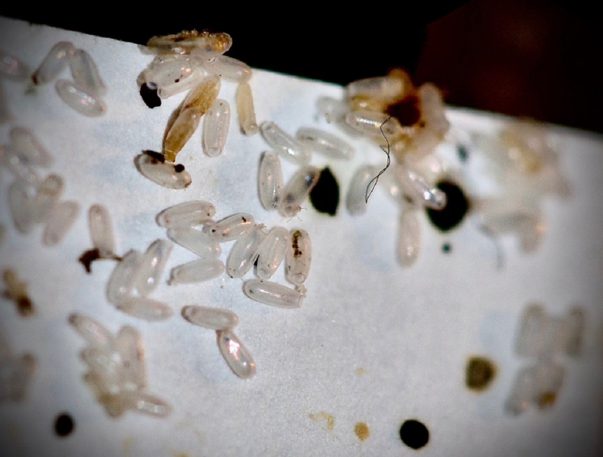 How Long Does It Take For Bed Bug Eggs To Hatch
