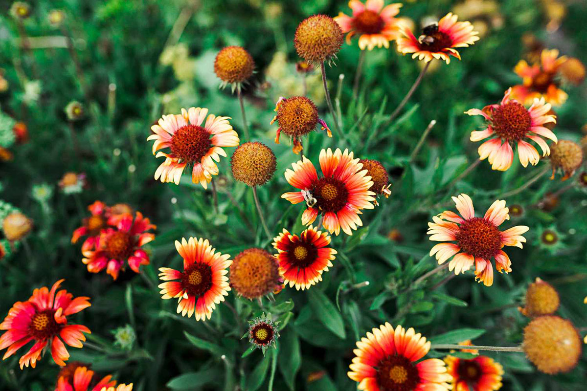 How Long Does It Take For Blanket Flower To Germinate