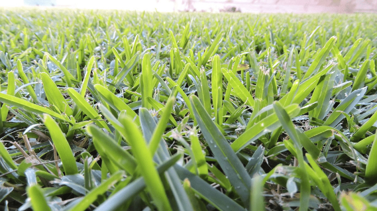 How Long Does It Take For Buffalo Grass To Germinate