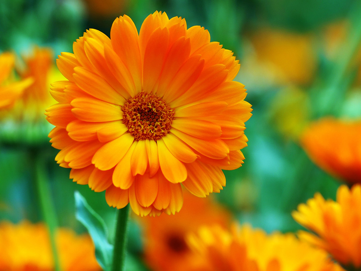 How Long Does It Take For Calendula To Germinate?