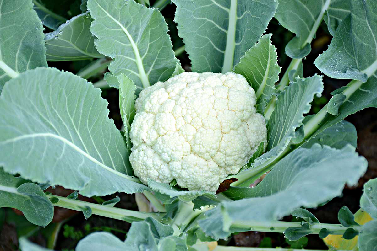 How Long Does It Take For Cauliflower To Germinate