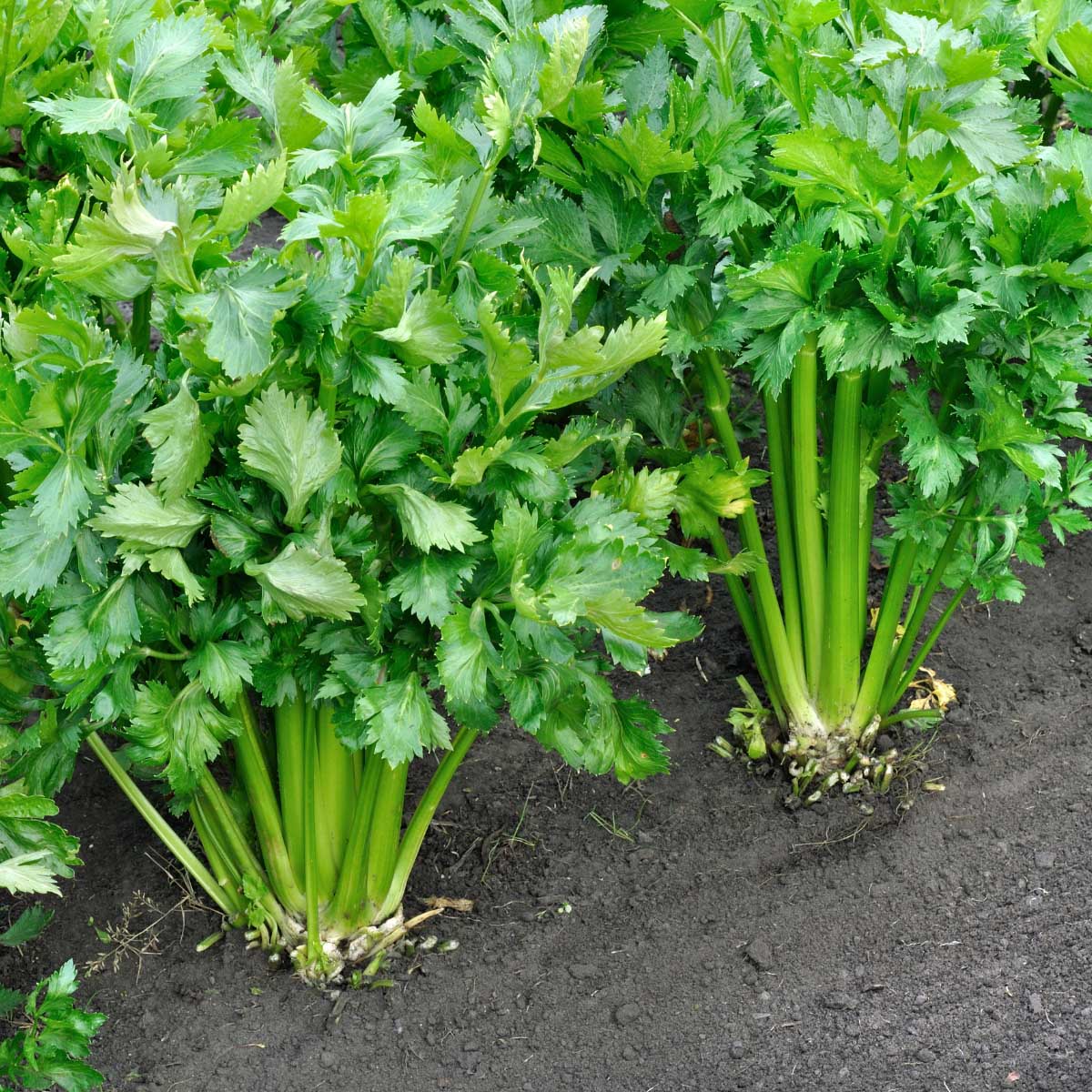 How Long Does It Take For Celery To Germinate