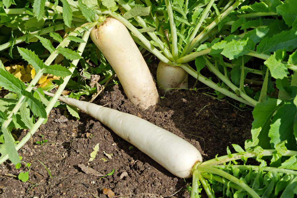 How Long Does It Take For Daikon Radishes To Germinate