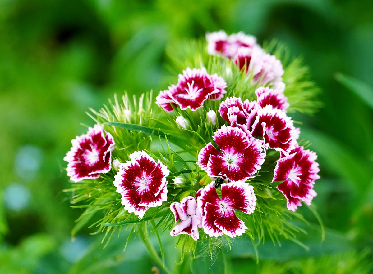 How Long Does It Take For Dianthus To Germinate