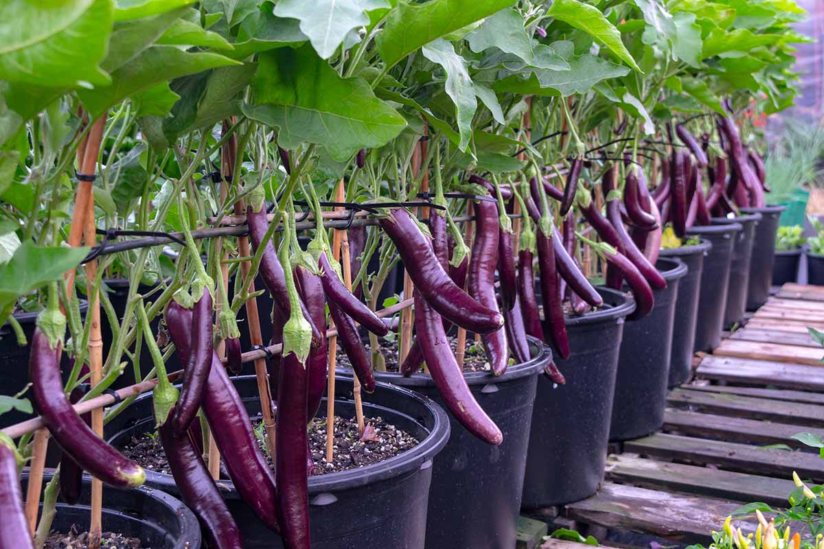 How Long Does It Take For Eggplant To Germinate?
