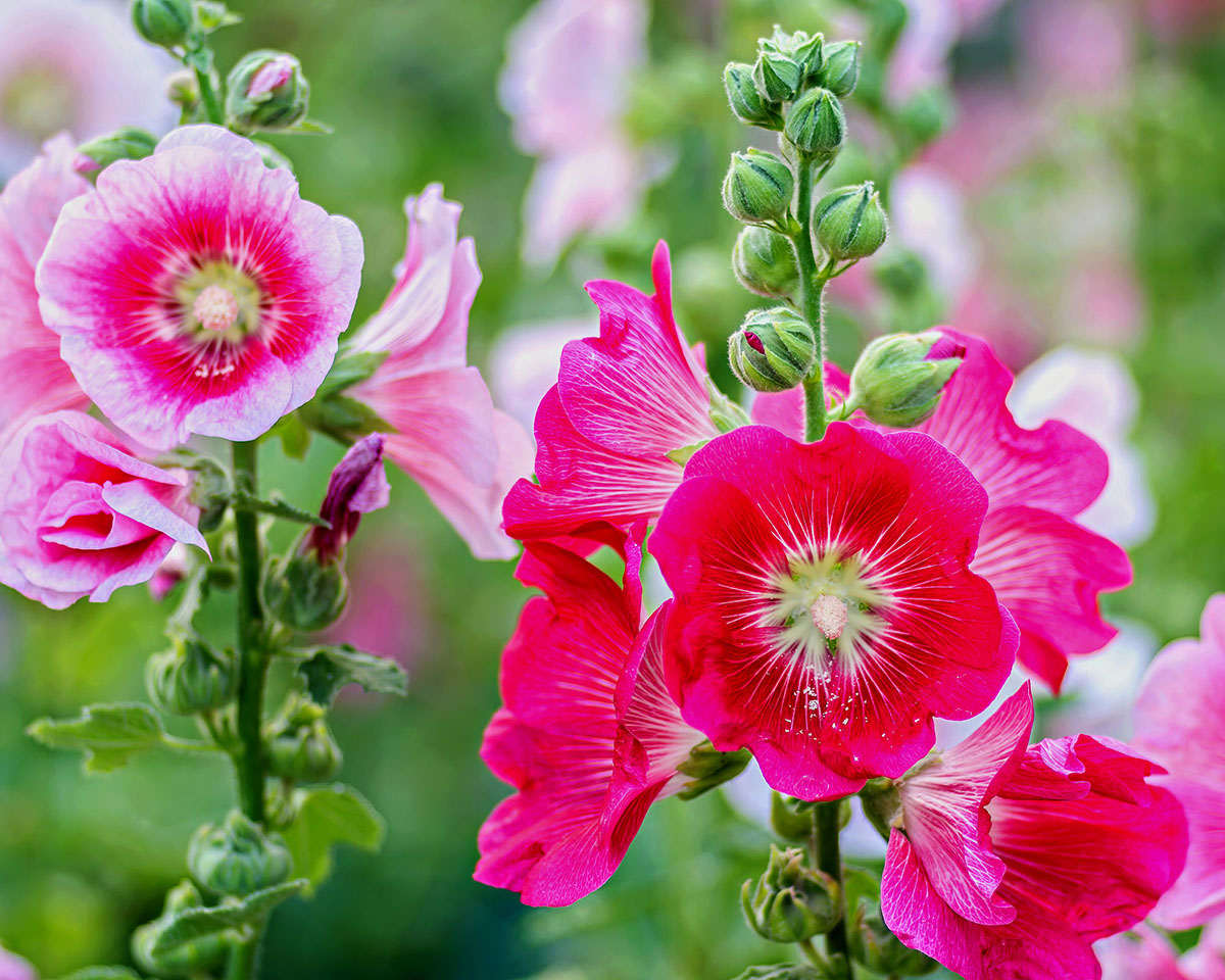 How Long Does It Take For Hollyhocks To Germinate