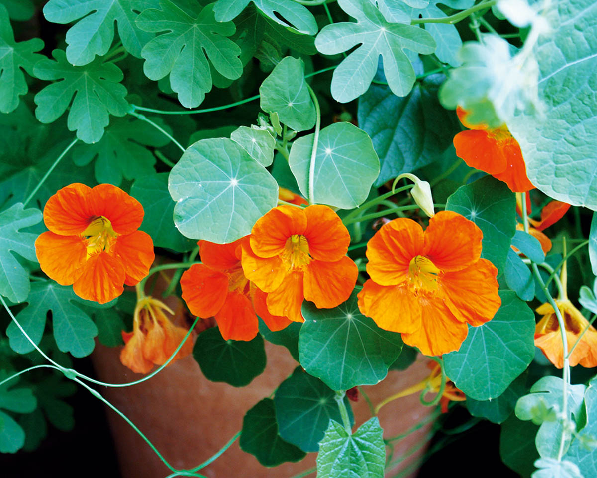 How Long Does It Take For Nasturtiums To Germinate