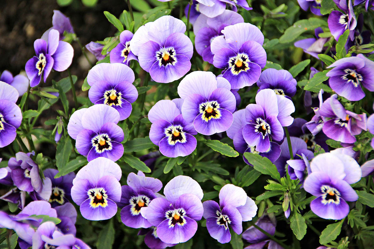 How Long Does It Take For Pansies To Germinate
