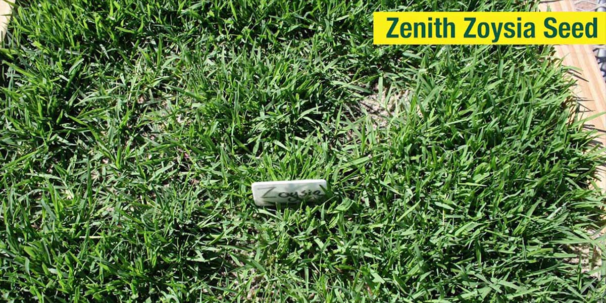 How Long Does It Take For Pennington Green Zoysia To Germinate
