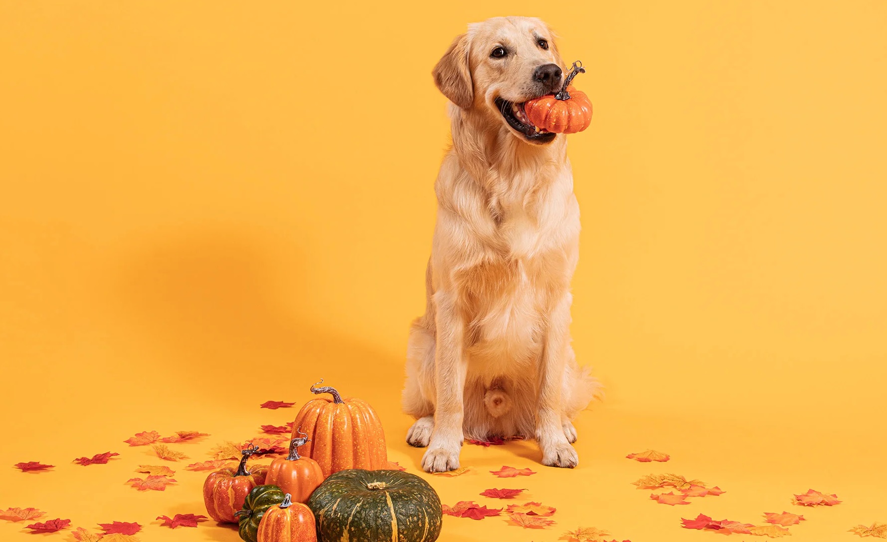 How Long Does It Take For Pumpkin Seeds To Kill Parasites In Dogs