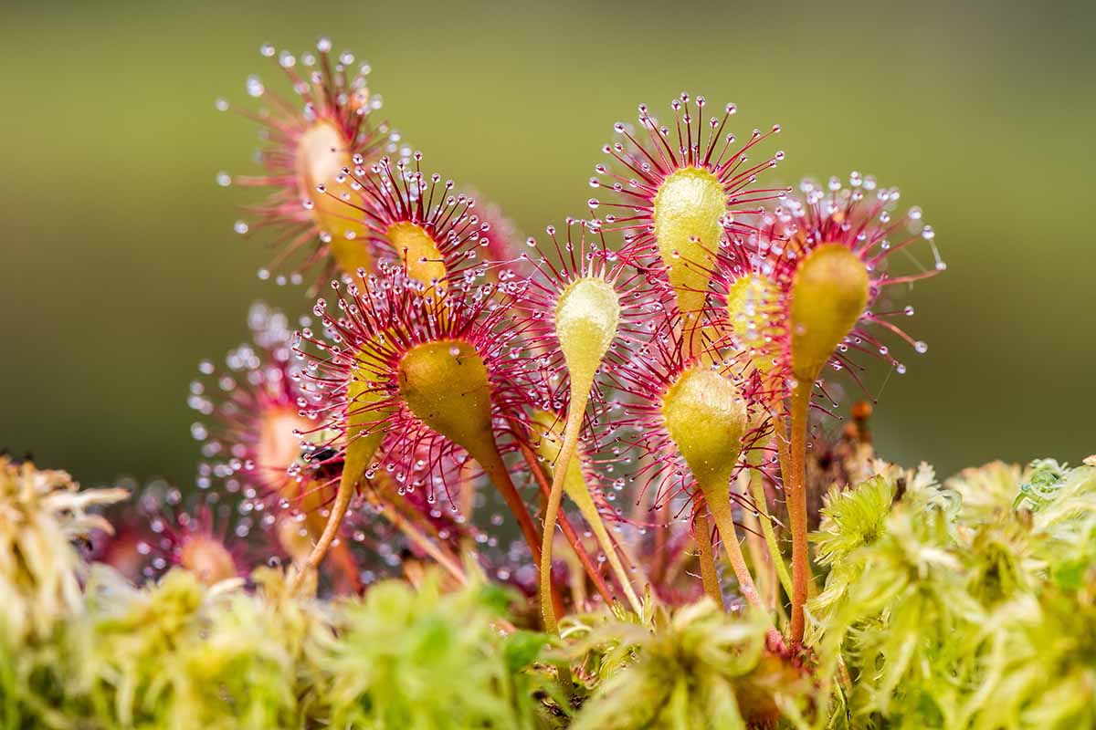 How Long Does It Take For Sundews To Germinate