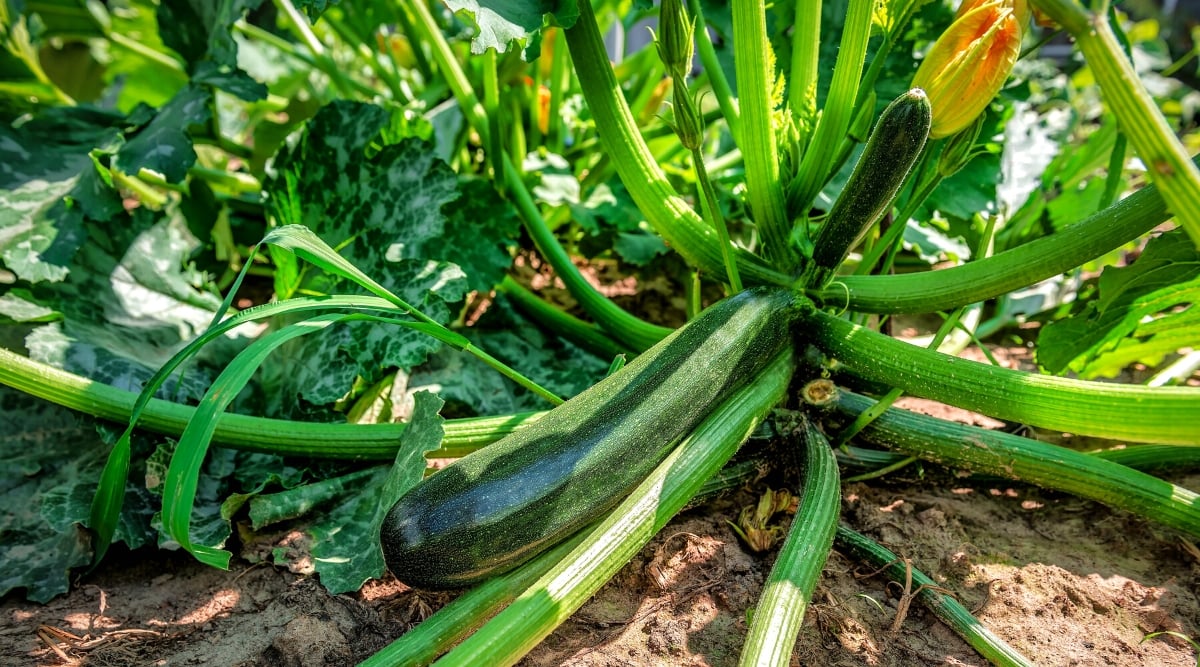 How Long Does It Take For Zucchini To Germinate