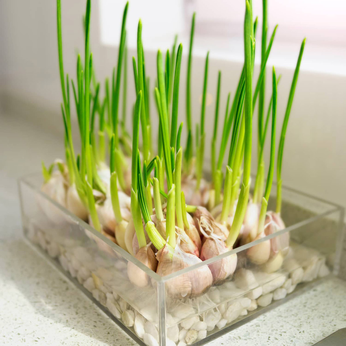 How Long Does It Take Garlic To Germinate