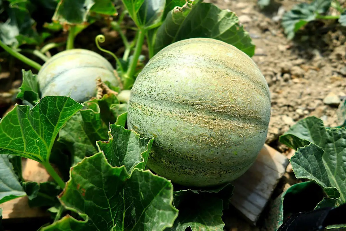 How Long Does It Take Melons To Germinate