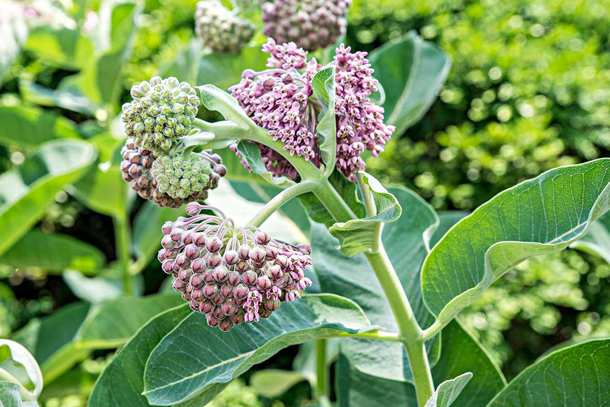 How Long Does It Take Milkweed To Germinate Storables