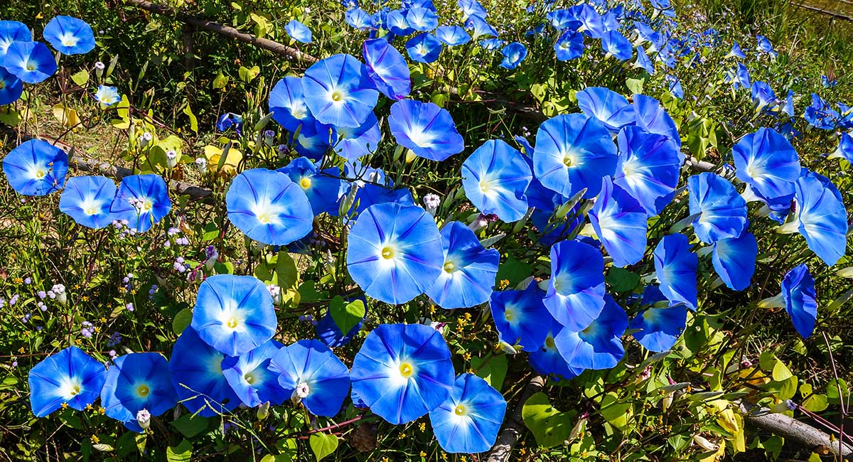 How Long Does It Take Morning Glories To Germinate