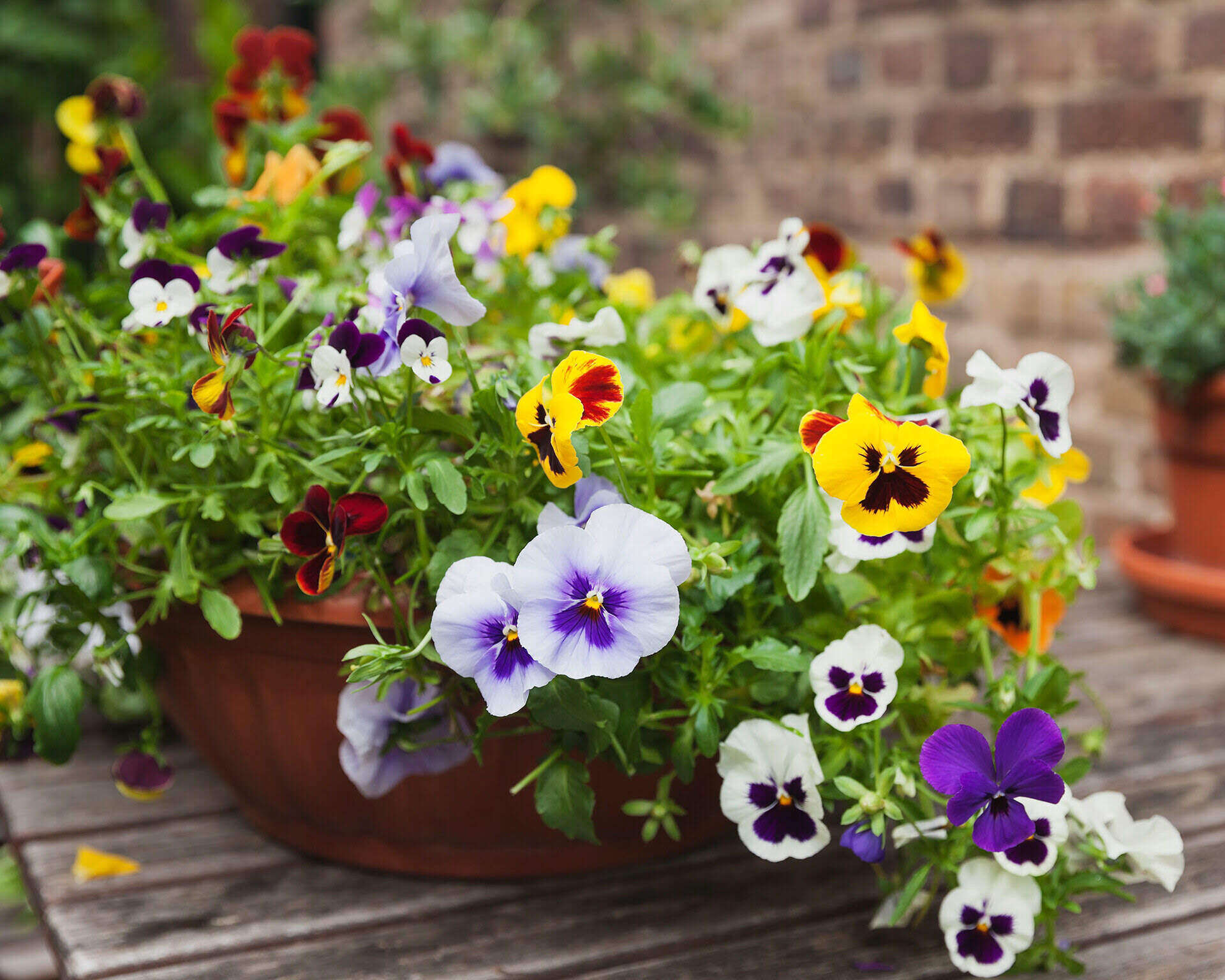 How Long Does It Take Pansies To Bloom From Seed