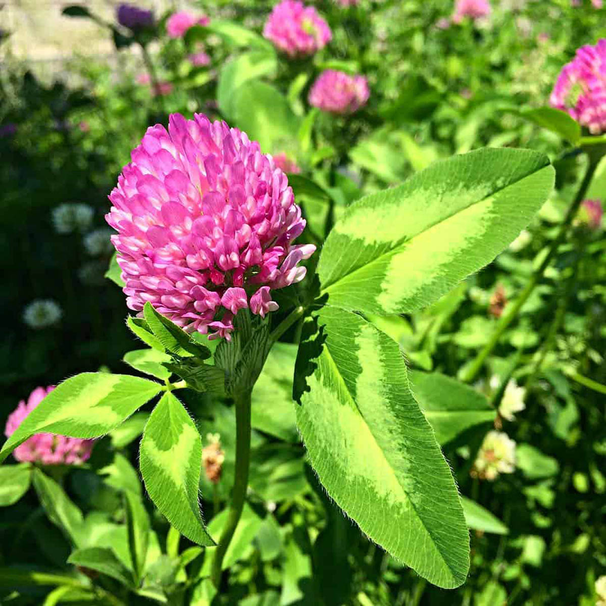 How Long Does It Take Red Clover To Germinate