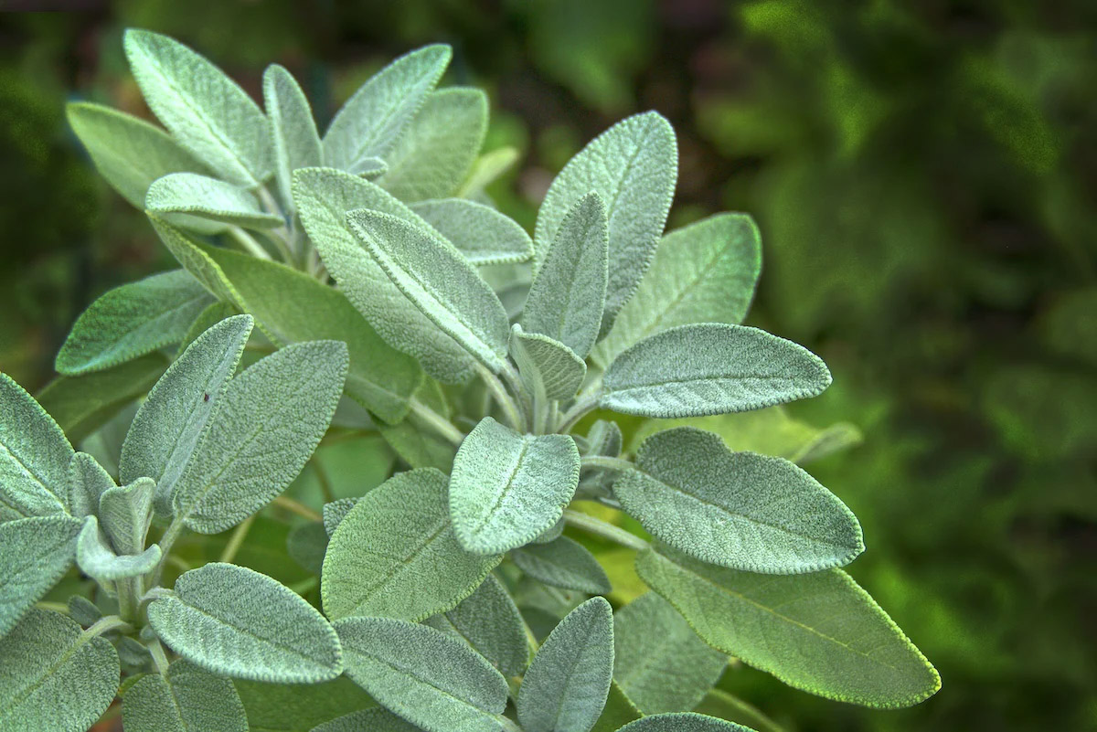 How Long Does It Take Sage To Germinate