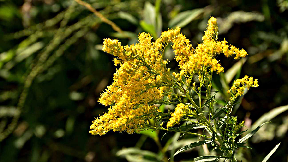 How Long Does It Take Solidago Speciosa To Germinate