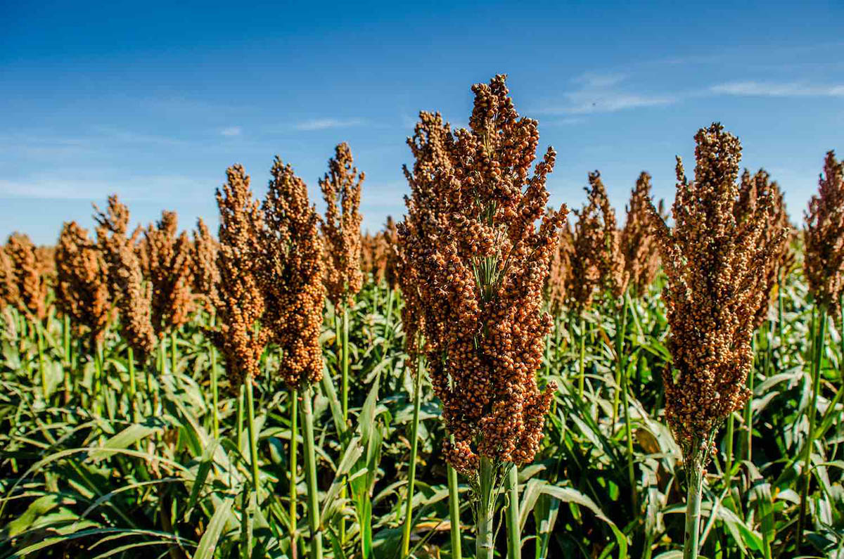 How Long Does It Take Sorghum To Germinate