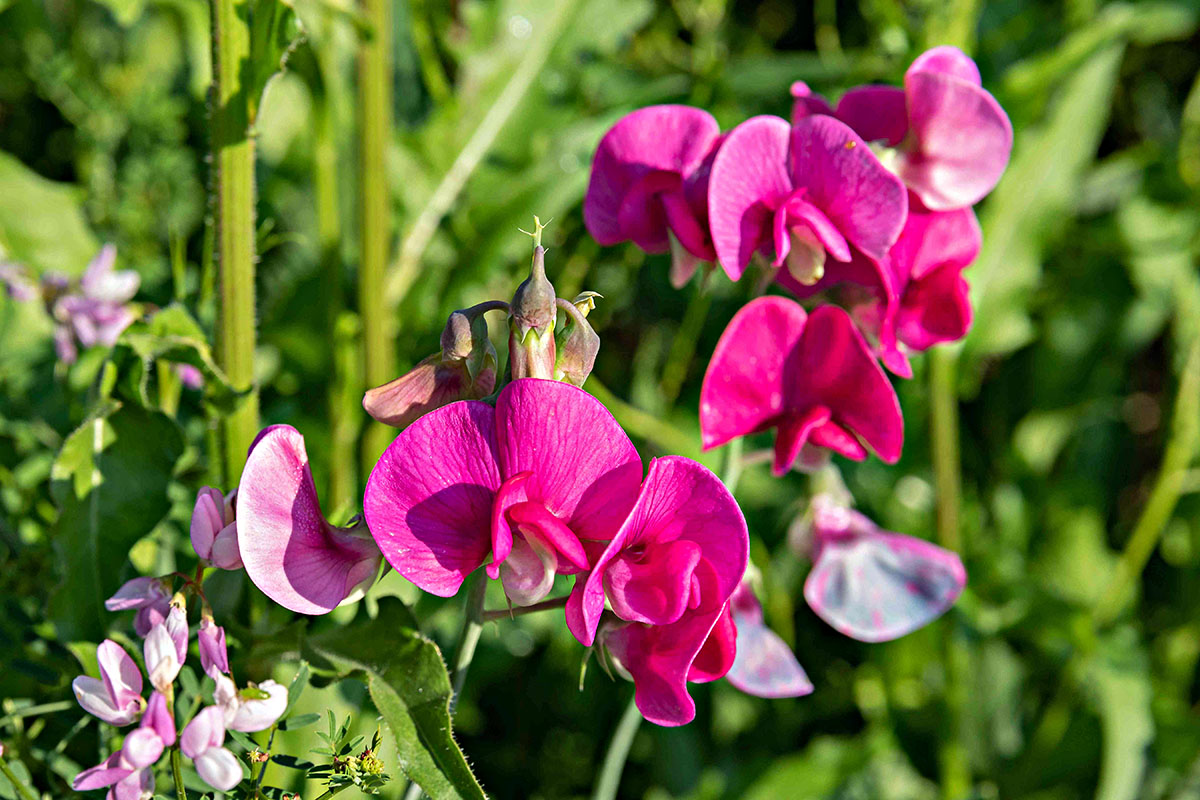 How Long Does It Take Sweet Peas To Germinate?