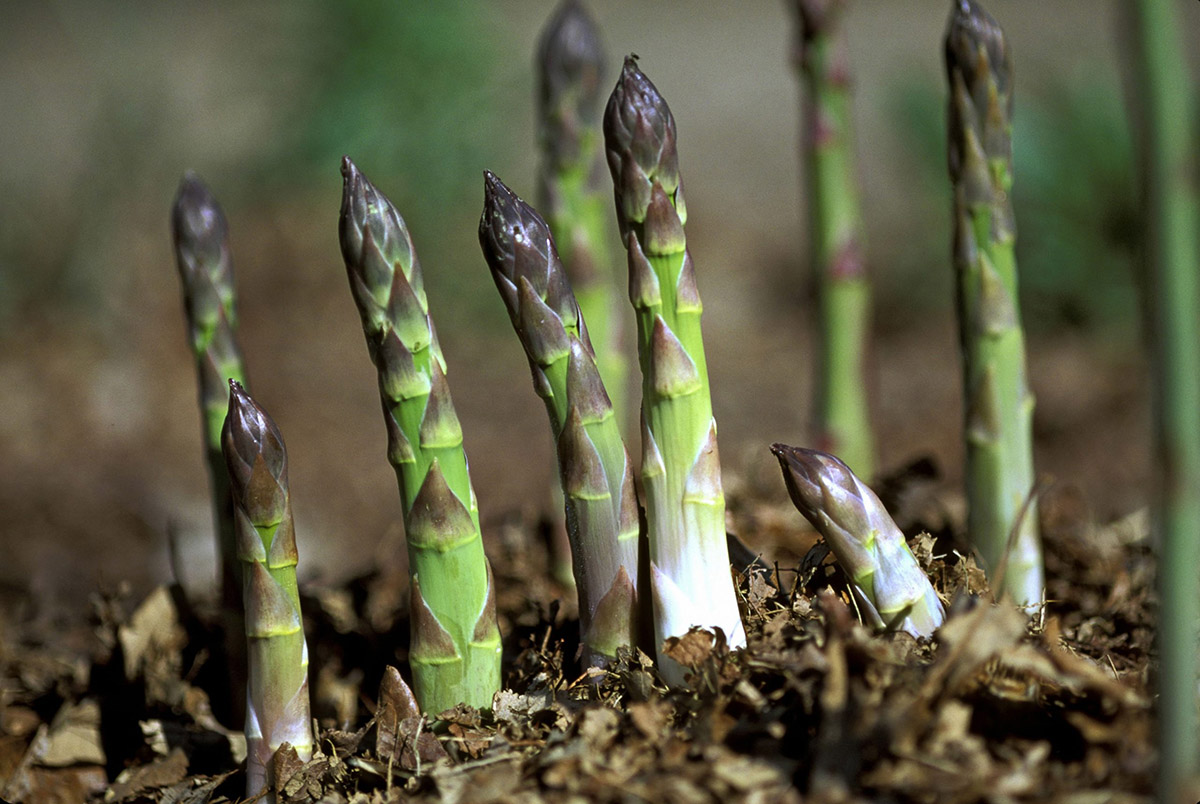 How Long Does It Take To Asparagus To Germinate