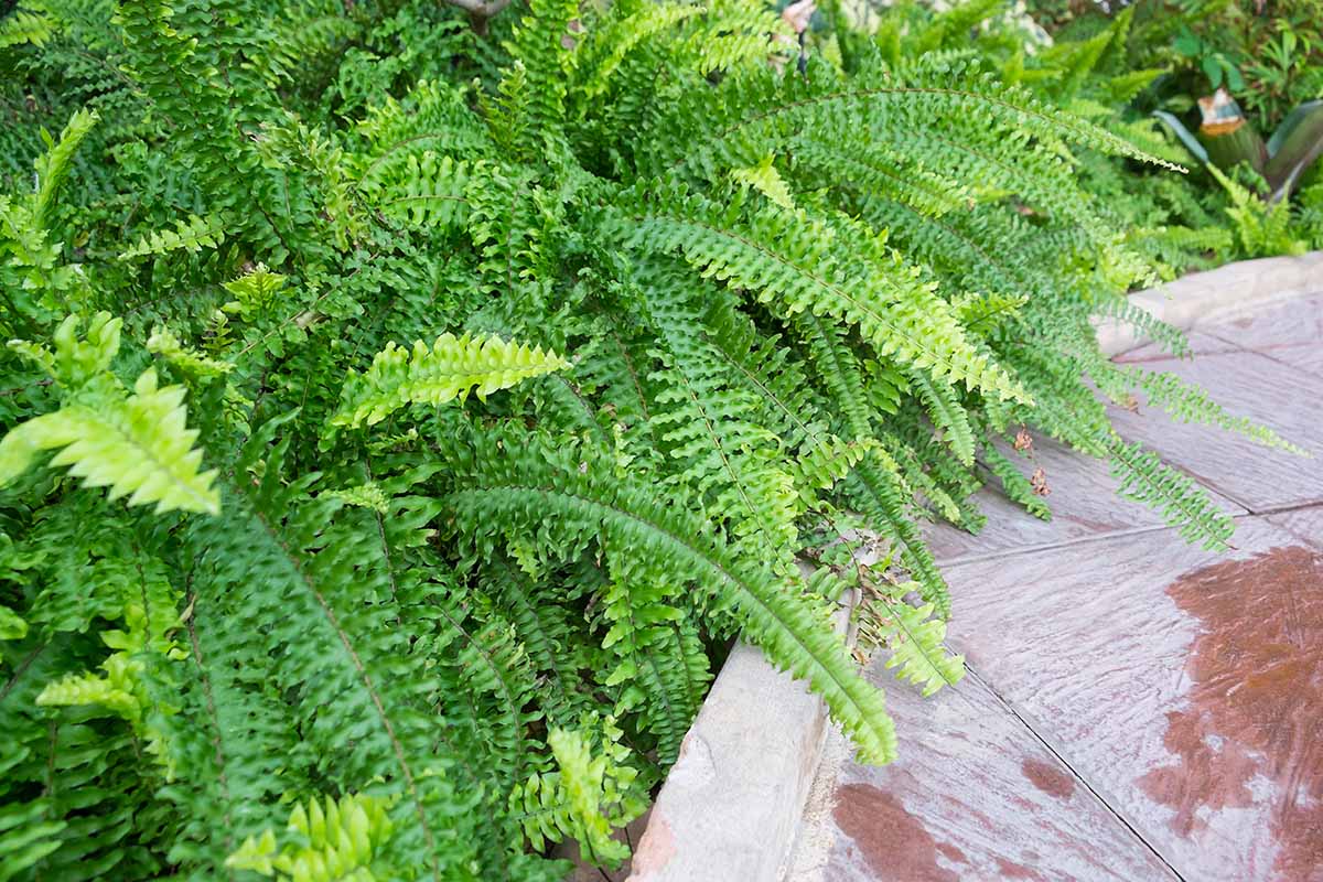 How Long Does It Take To Germinate Ferns