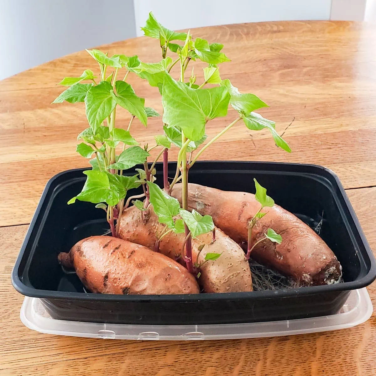 How Long Does It Take To Germinate Sweet Potatoes?