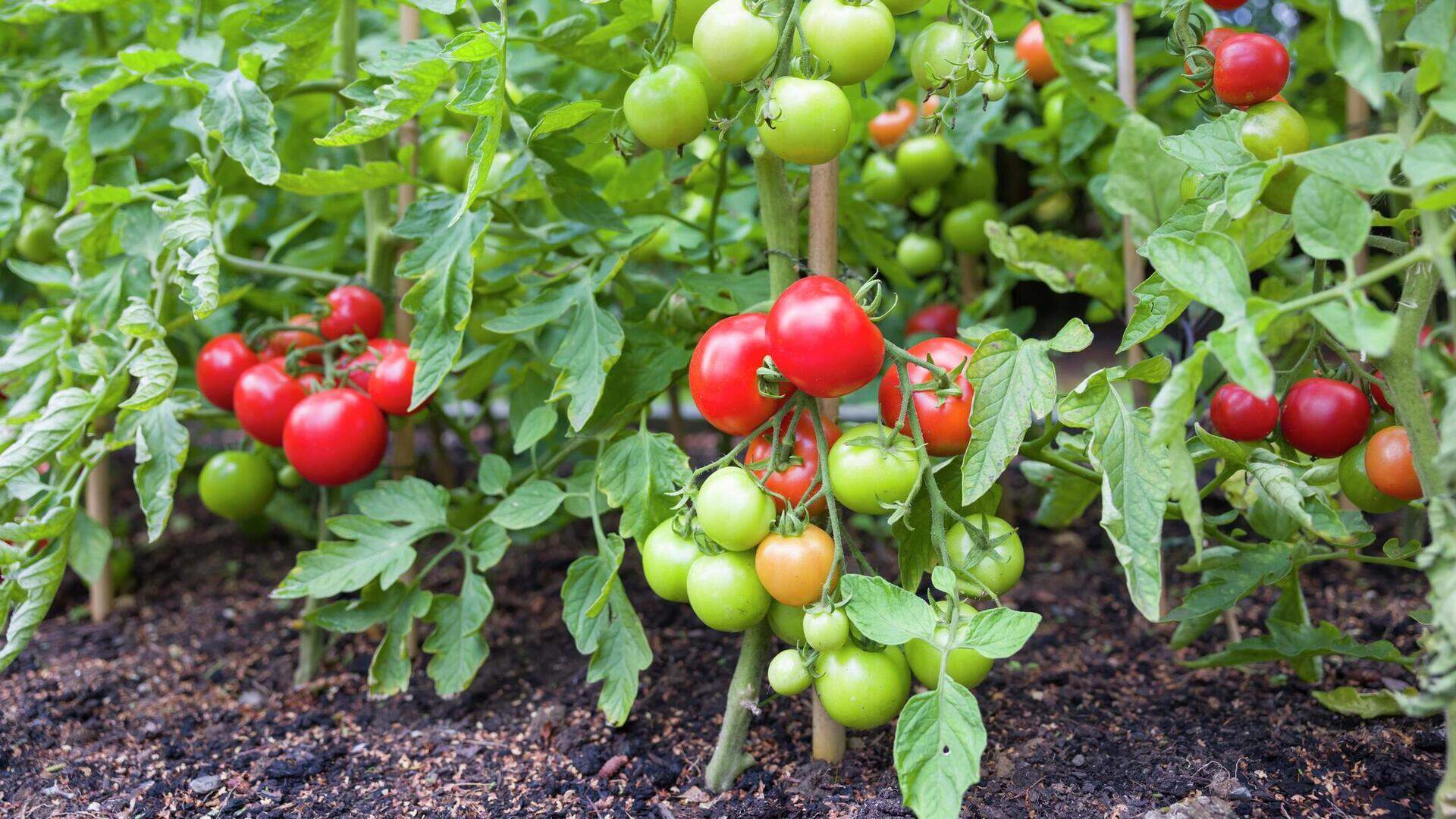 How Long Does It Take To Grow A Tomato From Seed