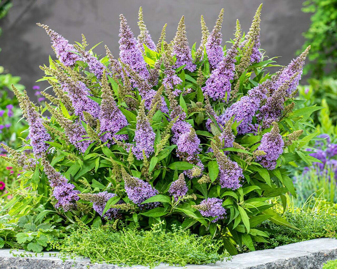 How Long Does It Take To Grow Butterfly Bush From Seed