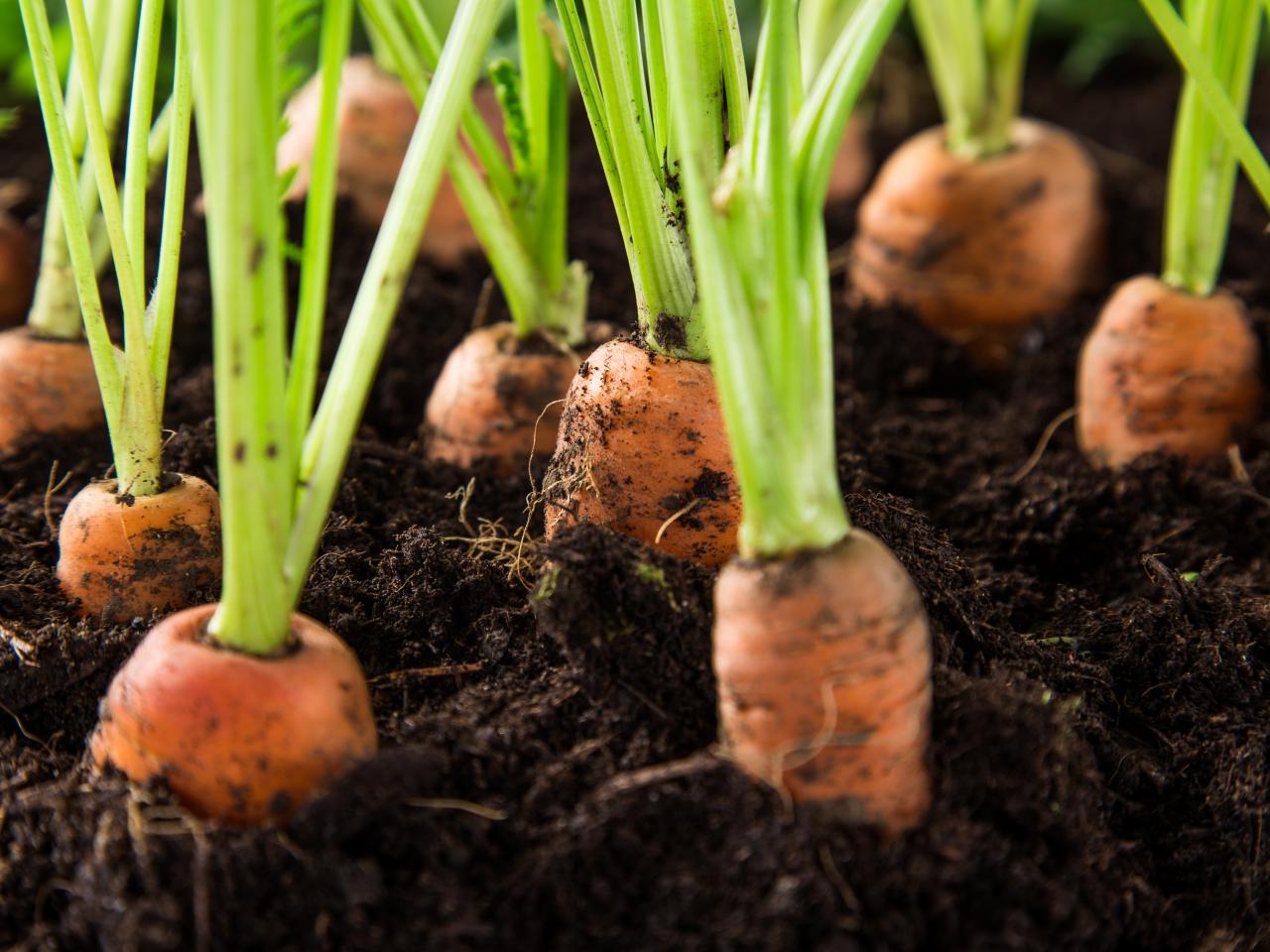 How Long Does It Take To Grow Carrots From Seed