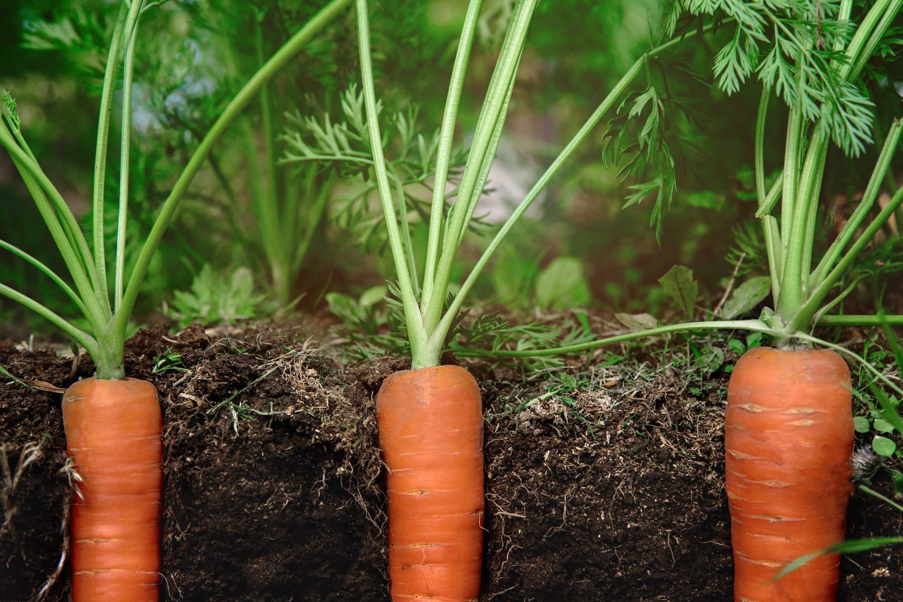 How Long Does It Take To Grow Carrots From Seeds
