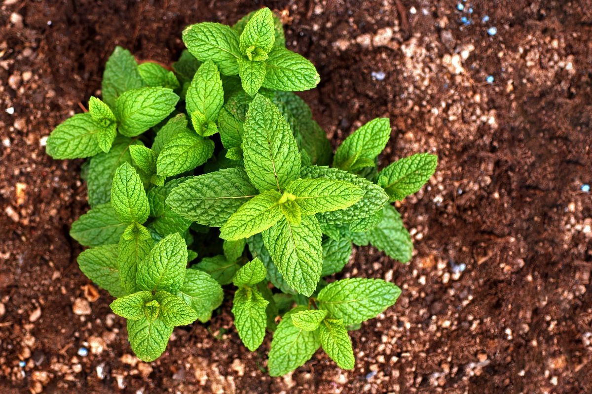 How Long Does It Take To Grow Mint From Seed