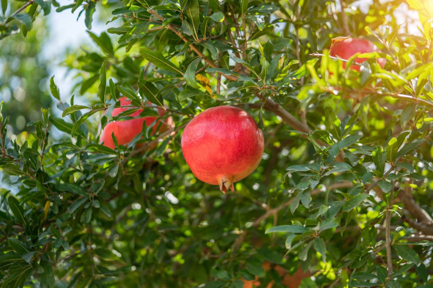How Long Does It Take To Grow Pomegranate From Seed