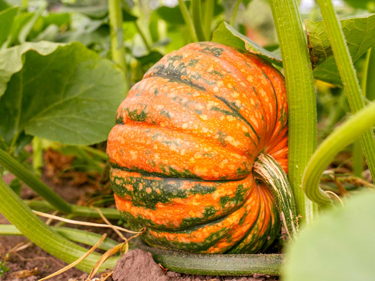 How Long Does It Take To Grow Pumpkins From Seed | Storables