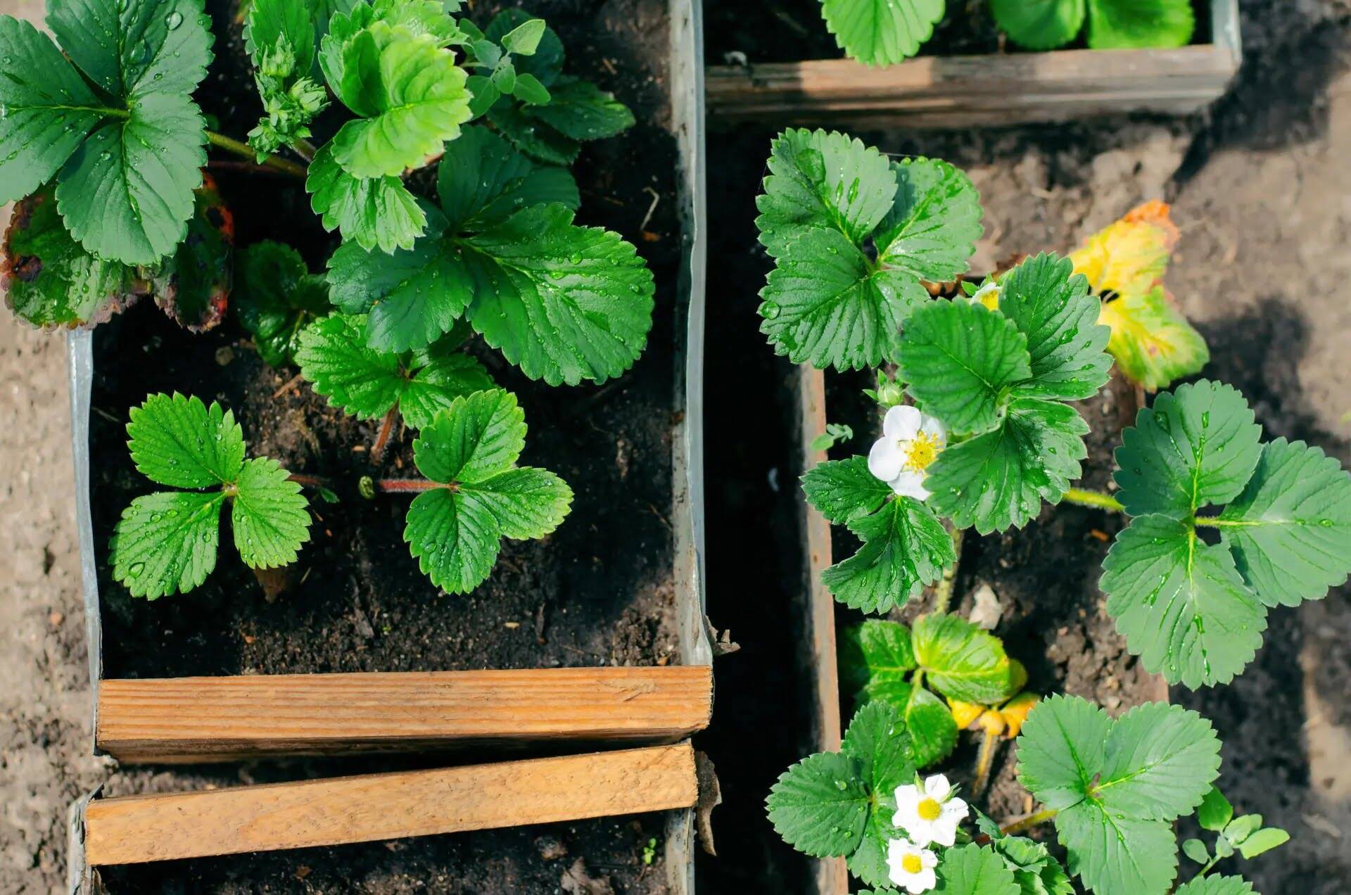 How Long Does It Take To Grow Strawberries From Seed | Storables