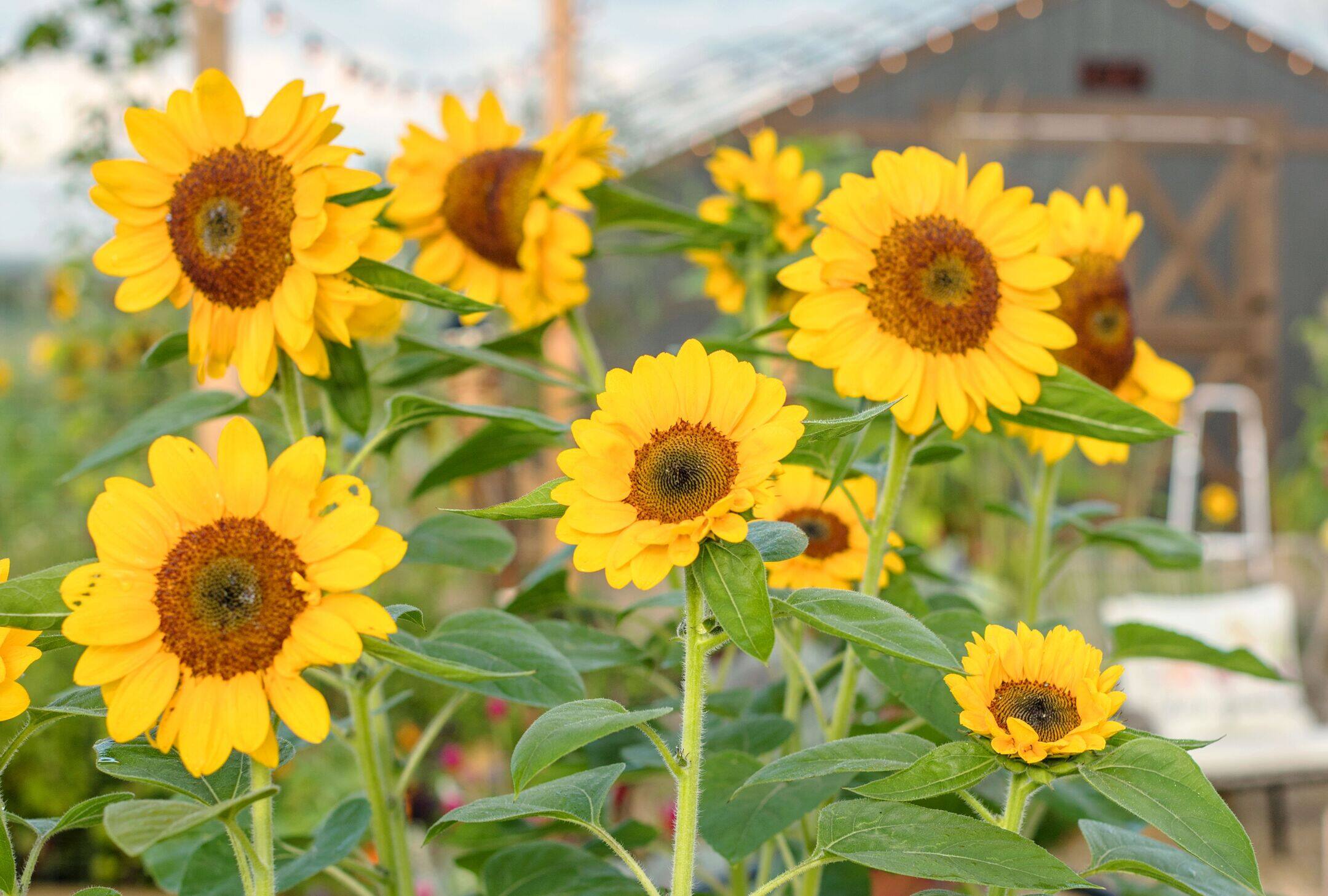 Sunflowers and Bees in the Kitchen Hutch