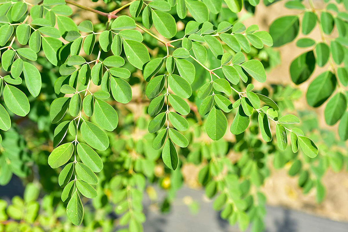 How Long Does Moringa Take To Germinate