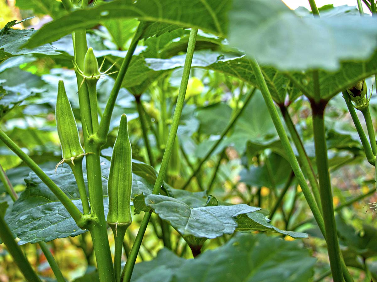 How Long Does Okra Take To Germinate