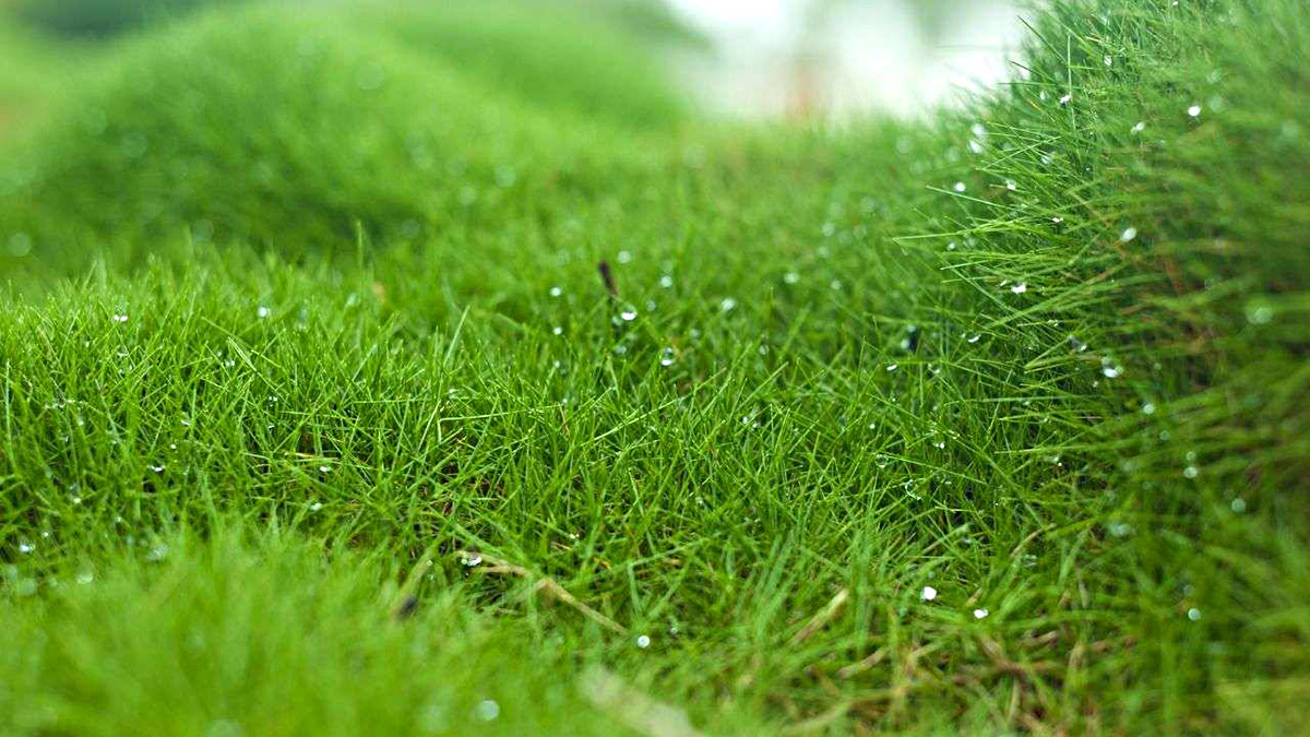 How Long Does Zoysia Take To Germinate Storables