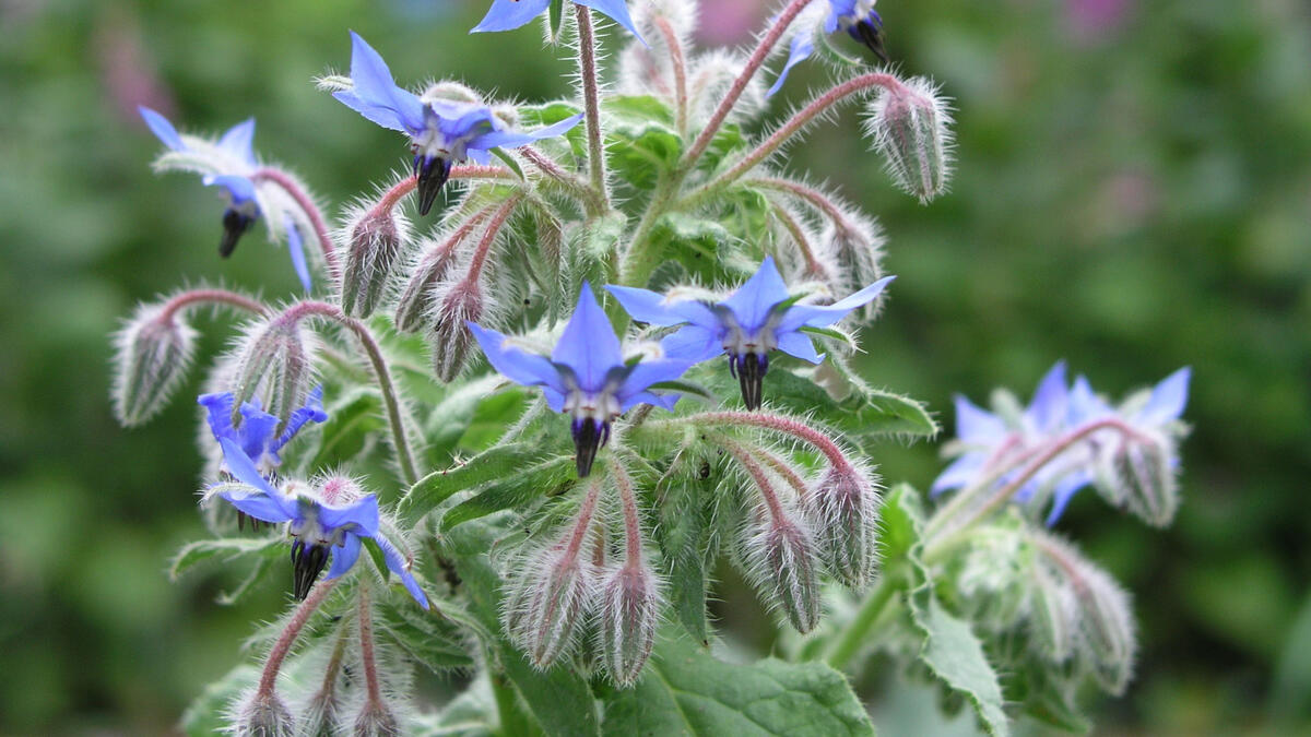 How Long For Borage To Germinate