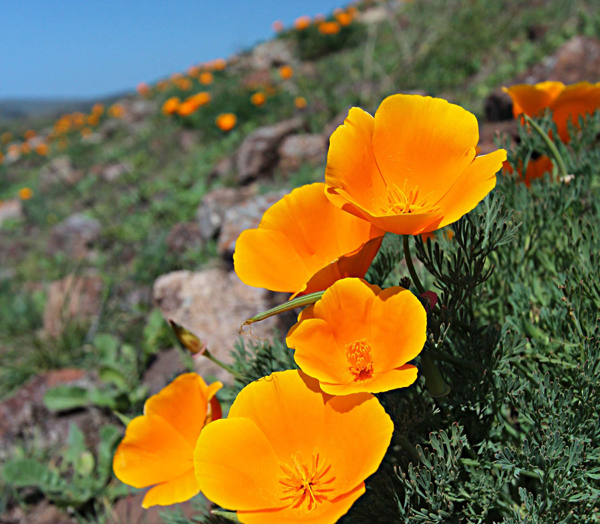 How Long For California Poppies To Germinate