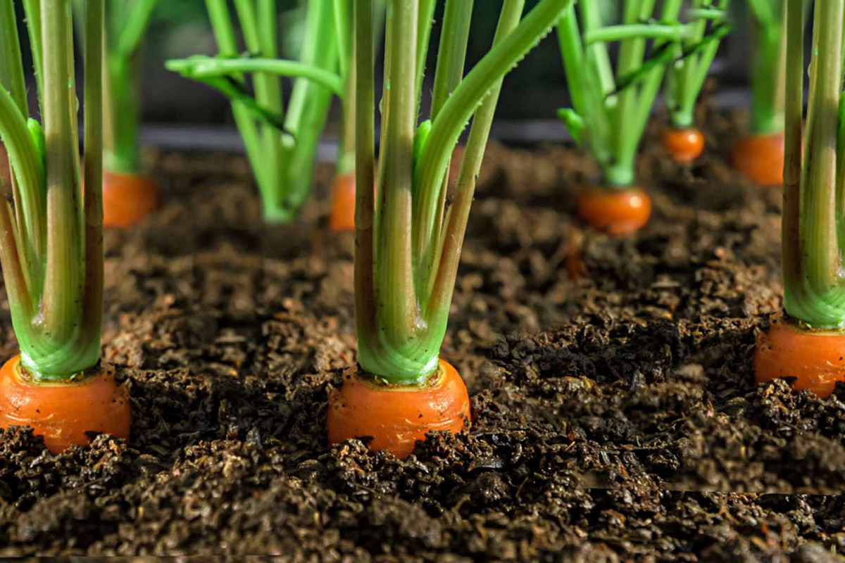 How Long For Carrots To Germinate