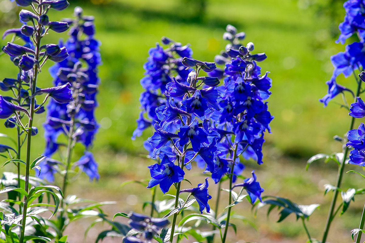 How Long For Delphinium To Germinate