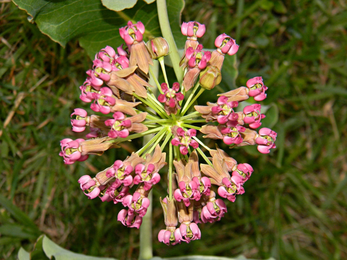 How Long For Milkweed To Germinate