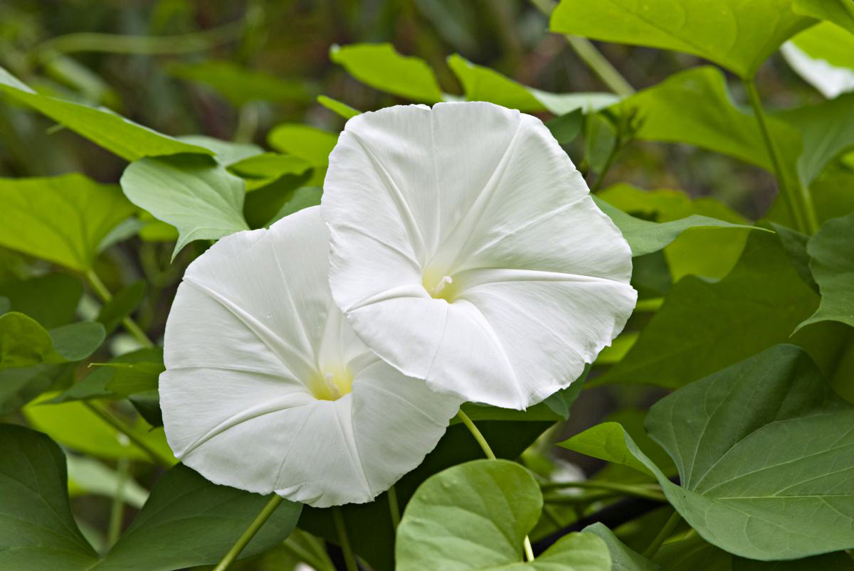 How Long For Moon Flowers To Germinate