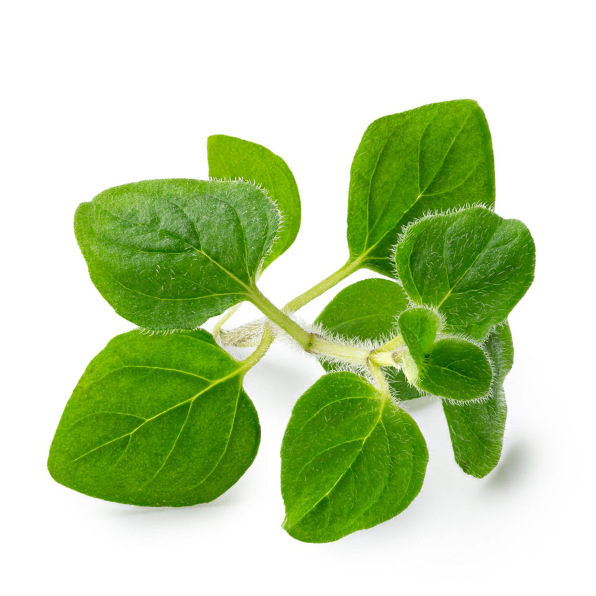 How Long For Oregano To Germinate Storables how-long-for-oregano-to-germinate-storables