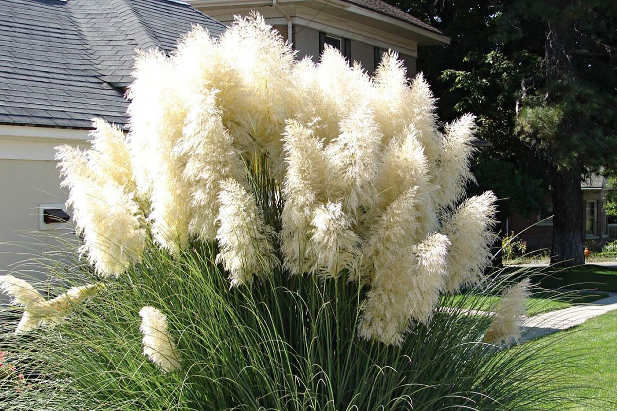 How Long For Pampas Grass To Germinate